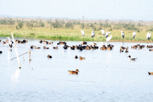 হাওরে ১০ বছরে পরিযায়ী পাখি কমেছে ৮৫ শতাংশ