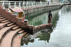 মরে ভেসে উঠেছে ধোপাদিঘির মাছ