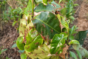 প্রকৃতির কীটনাশক পিঁপড়া