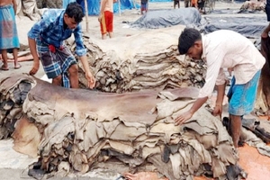 সিলেটে এবারো চামড়ার ন্যায্যমূল্য পাওয়া নিয়ে শঙ্কা