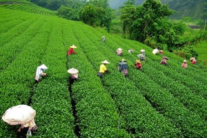 নানা সমস্যায় জর্জরিত চা শিল্প