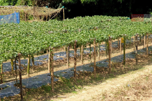 আমদানি নির্ভরতা কমাবে পটল চাষ
