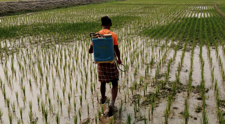 কৃষকের শেষ ভরসা কীটনাশক