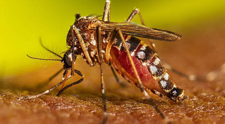 সিলেটে আবারও বাড়ছে ডেঙ্গু, শনাক্ত ৮২