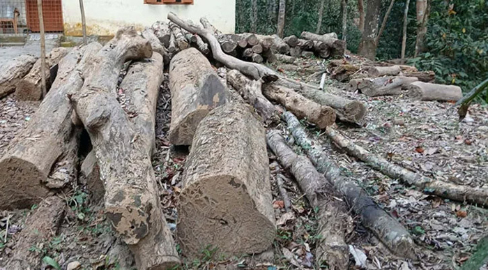 সংরক্ষণের অভাবে নষ্ট হচ্ছে লাউয়াছড়ার মূল্যবান বনজ কাঠ