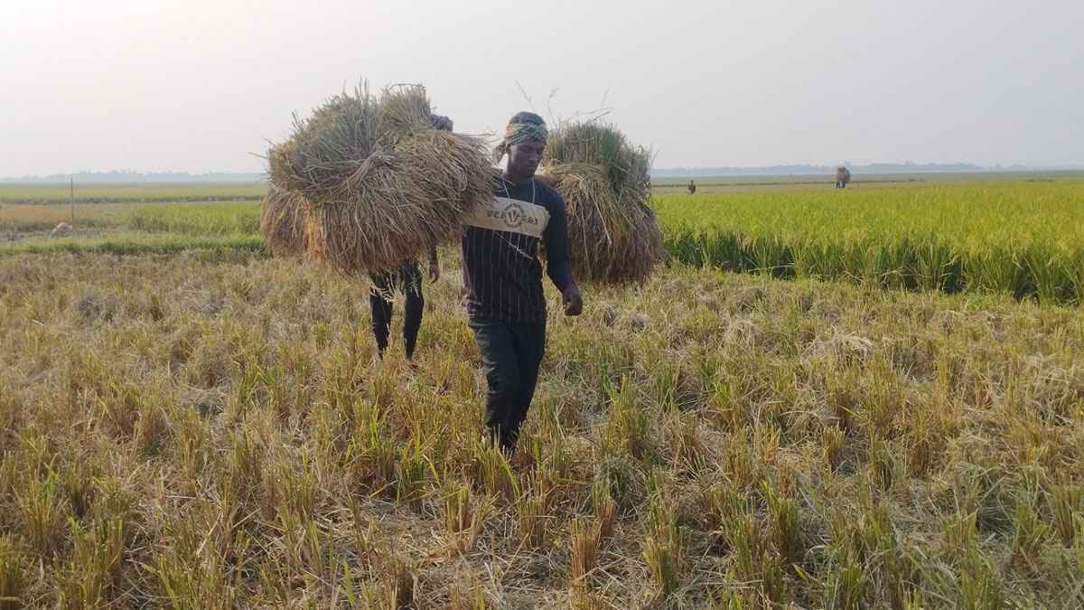আমনের পর বোরো ফসলেও ক্ষতির শঙ্কা
