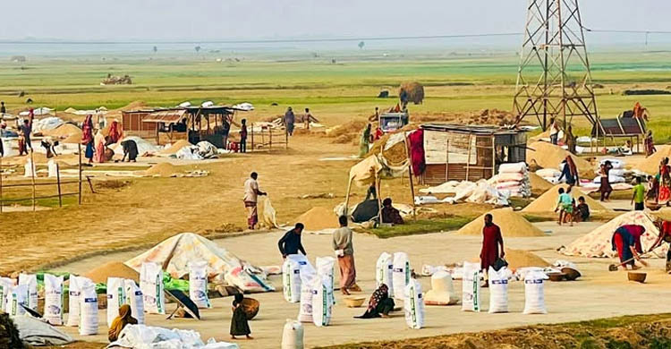 শান্তিগঞ্জে হাওরের ৭৫ শতাংশ ধান কাটা শেষ