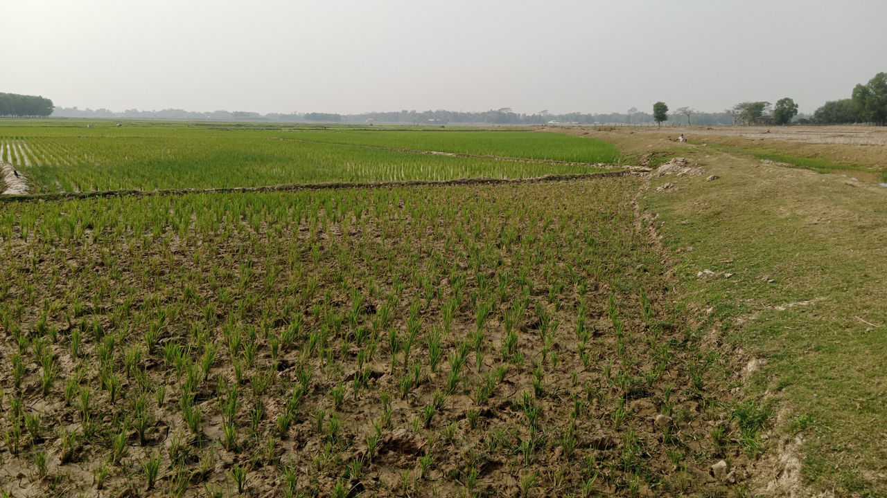 মৌলভীবাজারে সেচ সংকট ৩০ হাজার হেক্টর জমি, ব্যাহত হচ্ছে বোরো ধান আবাদ