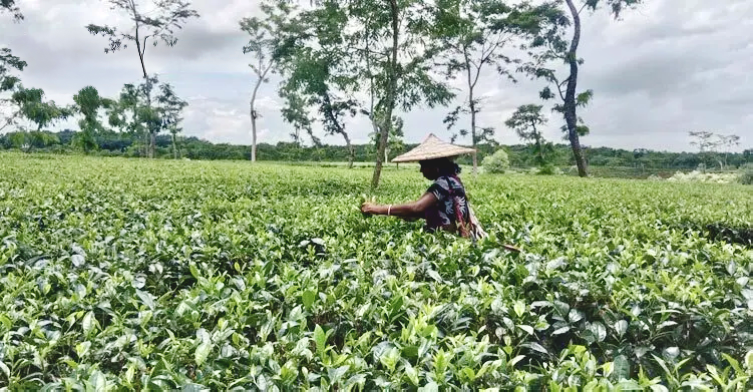 চা বাগানে মদের পাট্রার বেড়াজাল: নেশায় আটকে শ্রমিক জীবন, বাড়ছে বেকারত্ব