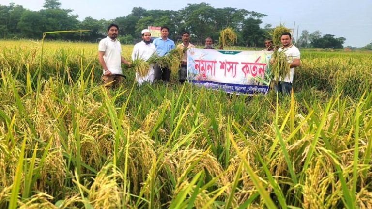 হাকালুকি হাওরে ধানের বাম্পার ফলন