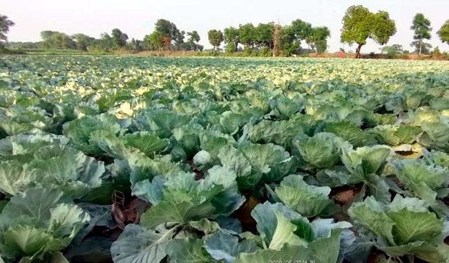 শ্রীমঙ্গলে সবুজ ফুলের সবজির বাম্পার ফলন