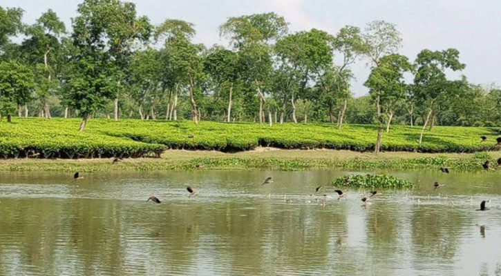 পাখিদের কলকাকলিতে মুখর রাজঘাট চা-বাগান লেক