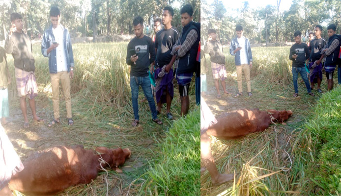 গোয়াইনঘাটে গভীর রাতে ঘরের তালা কেটে গরু চুরি