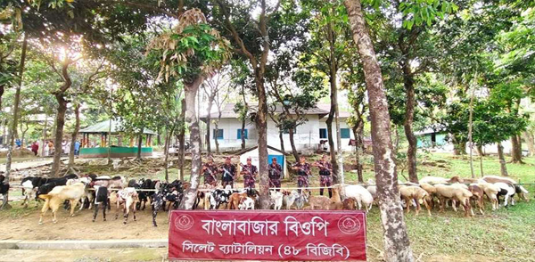 সুনামগঞ্জ সীমান্তে ৬১ লাখ টাকার দুম্বা ও ছাগল আটক