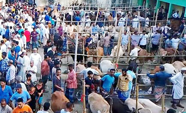 জমে উঠেছে কাজিরবাজার পশুর হাট