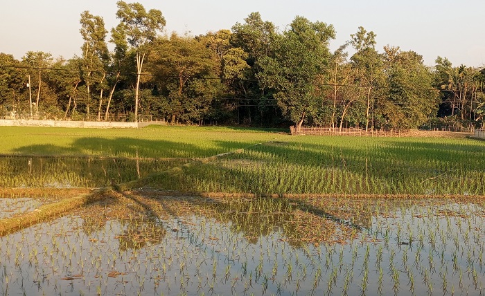 কমলগঞ্জে চলছে বোরো আবাদের ধুম