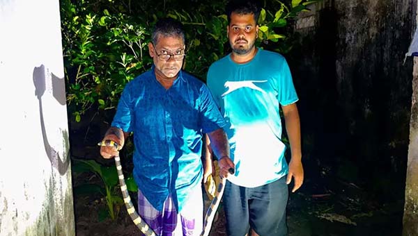 শ্রীমঙ্গলে বসতঘর থেকে উদ্ধার বিষধর শঙ্খিনী সাপ