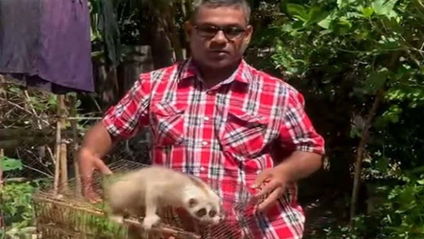শ্রীমঙ্গলে বিপন্ন প্রজাতির &lsquo;লজ্জাবতী বানর&rsquo; উদ্ধার
