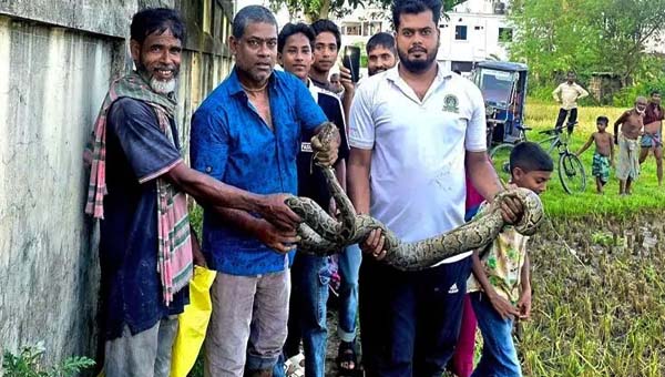 ধান কাটার সময় ধানক্ষেতে অজগর, নিরাপদে উদ্ধার