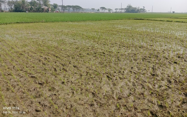 গোয়াইনঘাটে পানি সংকট বোরো চাষ নিয়ে বিপাকে কৃষকরা
