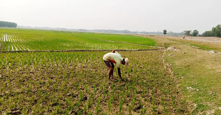 মৌলভীবাজারে পানি সংকটে ব্যাহত চাষাবাদ, বিপাকে ৬০ হাজার কৃষক