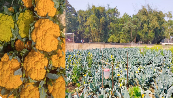 হলুদ রঙের ফুলকপি চাষে সফল কৃষকরা
