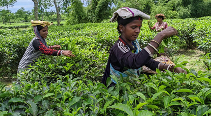 ভালো নেই চা বাগানের নারী শ্রমিকরা