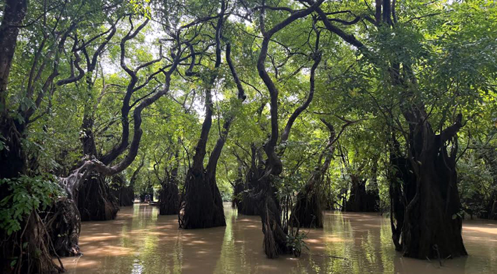 নৈসর্গিক সৌন্দর্যের স্বর্গরাজ্য রাতারগুল