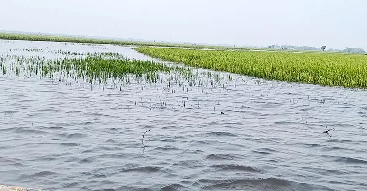 কয়েক দিনের বৃষ্টিতে তলিয়ে গেল স্বপ্ন: হাওরের পানিতে ডুবছে কৃষকের বোরো ধান