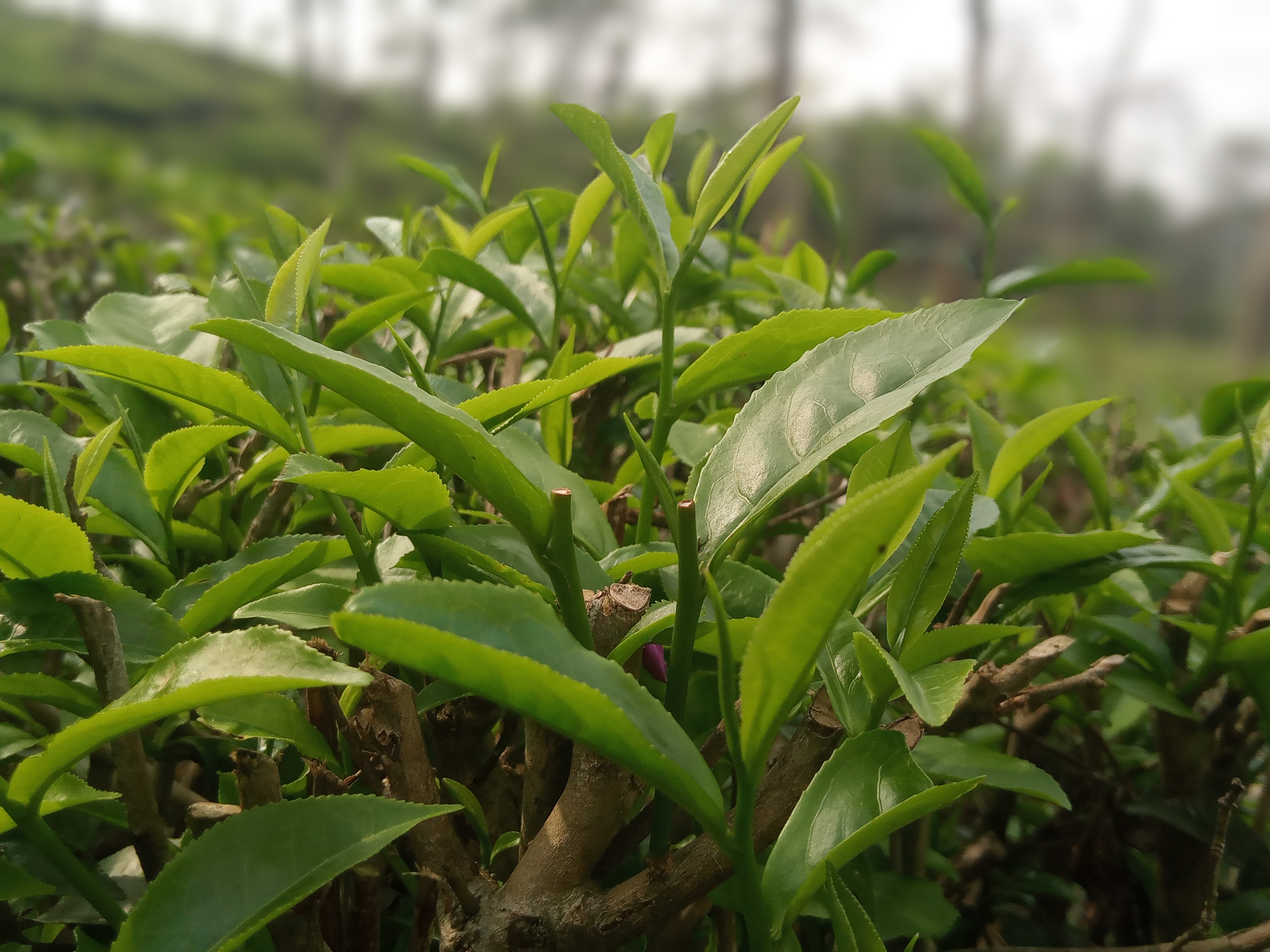 নতুন পাতার কুঁড়ি গজাতে শুরু, সৌন্দর্য উপভোগ করতে পর্যটকরা 