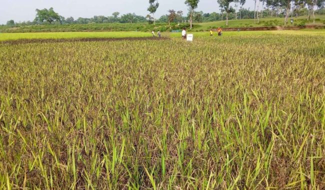 সার-কীটনাশকহীন ১১ জাতের ধান চাষে সফল কৃষক মোহন