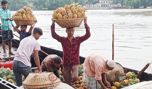 আনারসে বদলে যাচ্ছে সুনামগঞ্জের অর্থনীতি