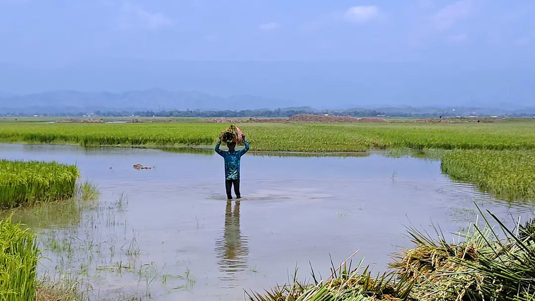 হাওরে নেই উৎসবের আমেজ, ফসল রক্ষায় ব্যস্ত কৃষকরা
