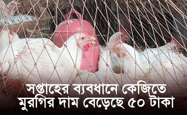 মুরগির দাম কেজিতে বাড়লো ৫০ টাকা