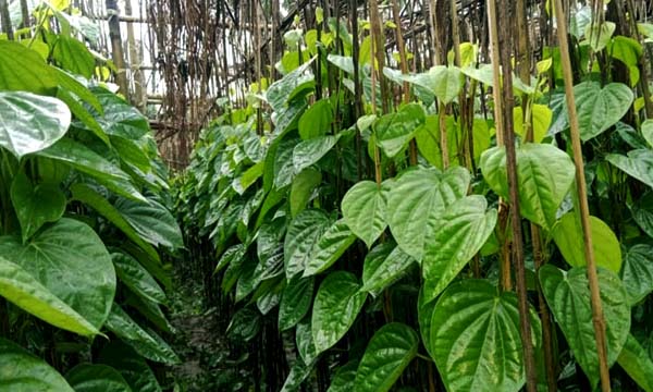 সিন্ডিকেটের দৌরাত্ম্যে সংকটে সৌদিতে পান রপ্তানি, হস্তক্ষেপ চায় আমদানিকারকরা