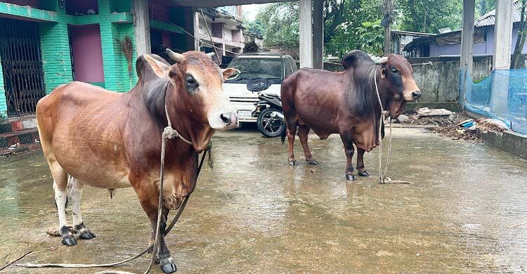 &lsquo;রাজকুমার ও সুলতান&rsquo;র দাম ১৭ লাখ