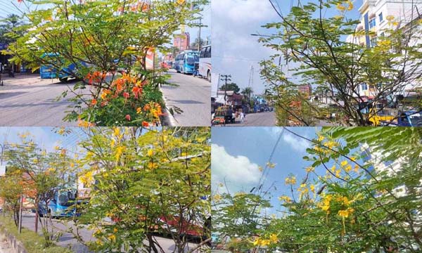 ব্যস্ত সড়কের বিভাজকে ফুলের বাগান, সৌন্দর্যে মুগ্ধ পথচারীরা