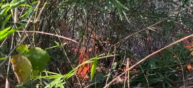 লাউয়াছড়া বনে আগুন, পুড়ল প্রাণীদের আবাসস্থল