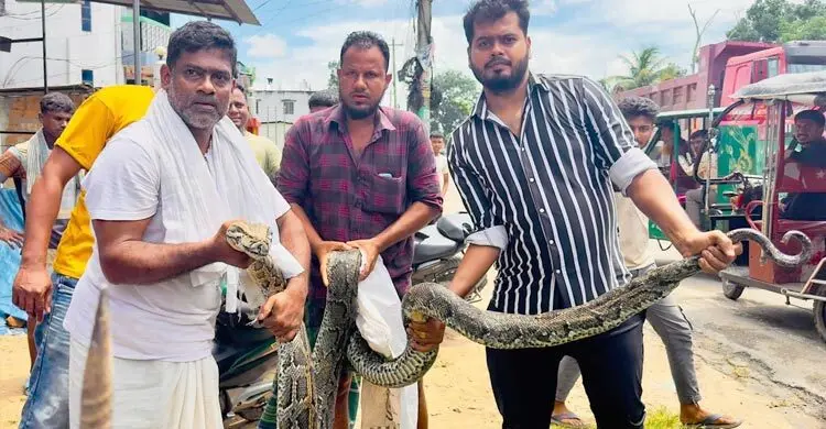 শ্রীমঙ্গলে লোকালয় থেকে অজগর সাপ উদ্ধার