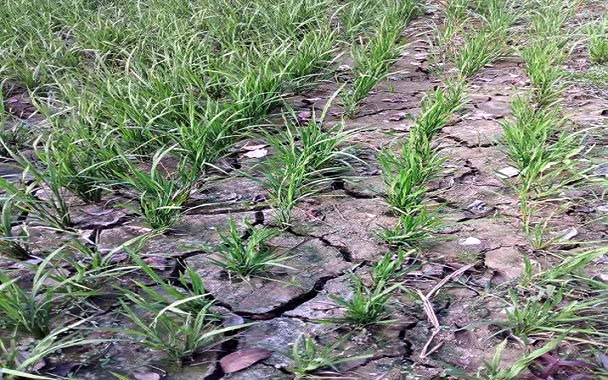 বিশ্বনাথে পানির অভাবে জমি ফেটে চৌচির, ব্যাহত হবে উৎপাদন