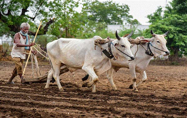 হারিয়ে যাচ্ছে &lsquo;গরু দিয়ে হালচাষ&rsquo;