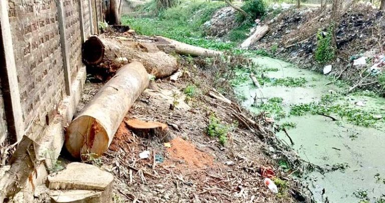 সরকারি জায়গার গাছ কেটে নিচ্ছেন আওয়ামীলীগ নেতা