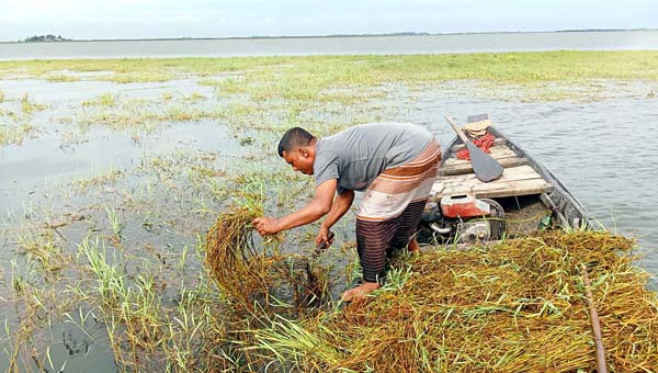 ধান বাঁচলেও খড় বাঁচেনি, হাওরে গবাদিপশু নিয়ে বিপাকে কৃষক