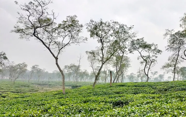 সর্বনিম্ন তাপমাত্রা শ্রীমঙ্গলে