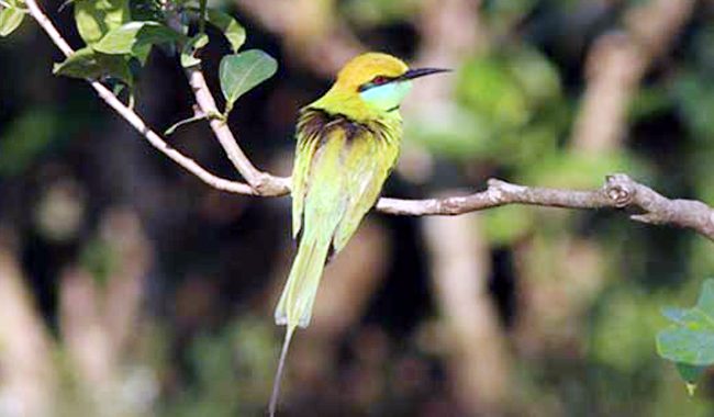 চা-গাছে অনেকক্ষণ থাকা &lsquo;সবুজ সুইচোরা&rsquo;