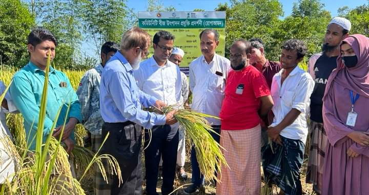 কৃষিতে আলো ছড়াচ্ছে কৃষক মাসুক'র চাষ করা নতুন উদ্ভাবিত ব্রি-১০৩ জাতের ধান