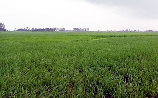 বৃষ্টিতে গতি ফিরল রোপা আমন আবাদে