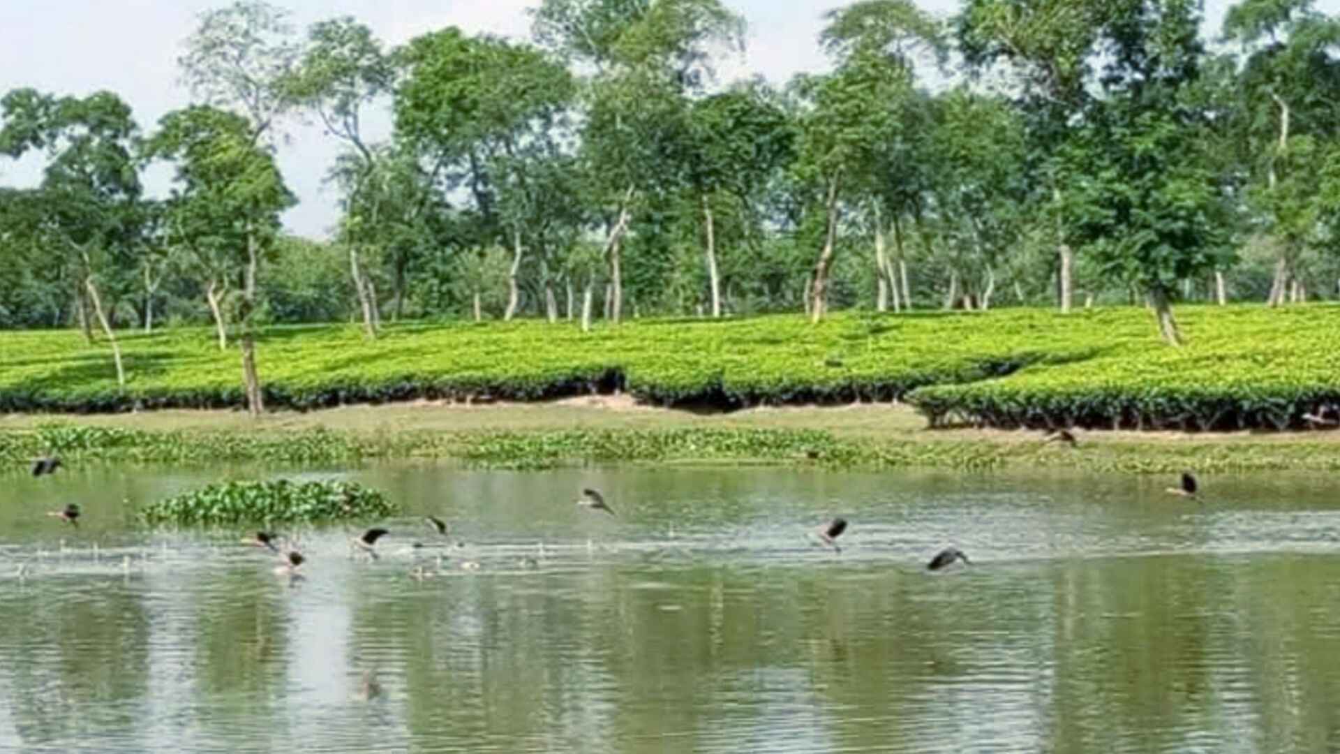 অতিথি পাখিতে মুখরিত চা বাগান