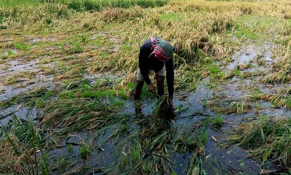 কালচে ধানে ফিরেছে লোকসান, বোরো নিয়ে চরম বিপাকে জগন্নাথপুরের কৃষক
