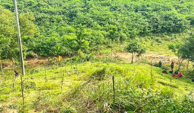  দখলে বেহাল লাউয়াছড়া জাতীয় উদ্যান